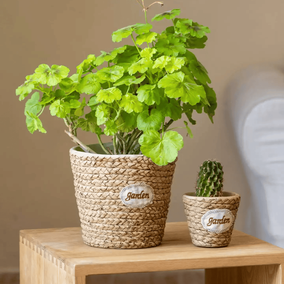 Garden Basket Cement Planter; woven natural planter holding leafy plant and small cactus on Tampa Home & Garden Store