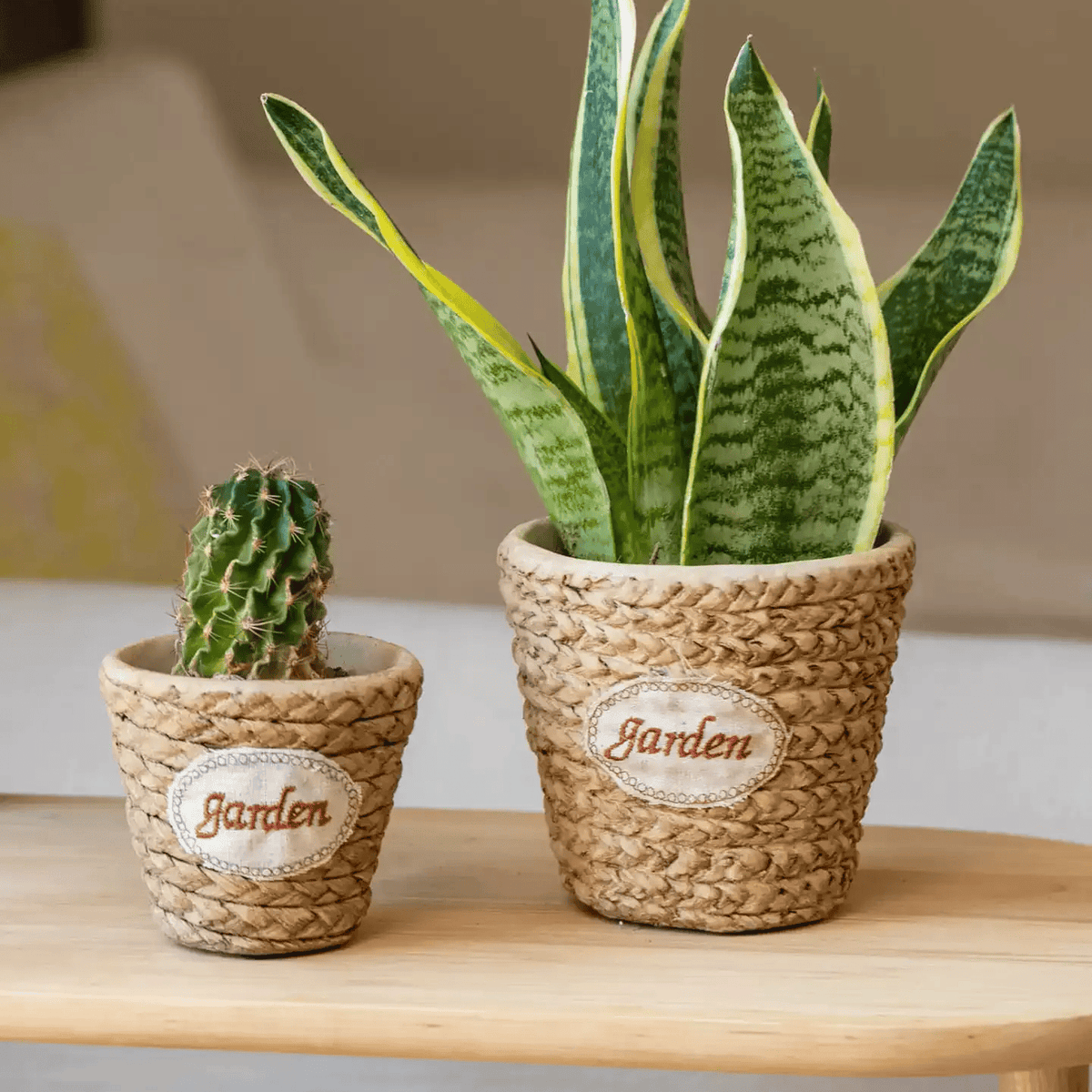 Garden Basket Cement Planter set with two woven pots housing a cactus and a snake plant on Tampa Home & Garden Store