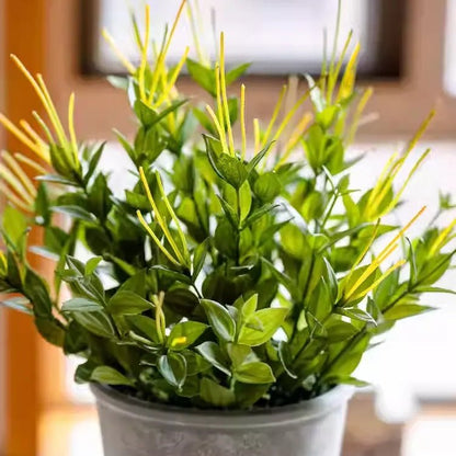 Golden Needle potted plant with green leaves and yellow blooms in a gray pot on Tampa Home & Garden Store