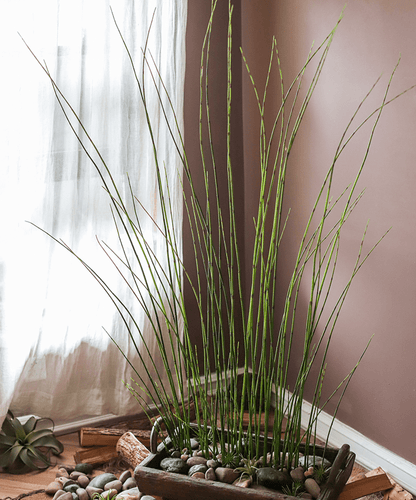 RusticReach faux rough horsetail plant, 54 inches tall, long green stems in a pebble planter on Tampa Home & Garden Store