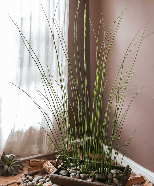 RusticReach faux rough horsetail plant, 54 inches tall, long green stems in a pebble planter on Tampa Home & Garden Store