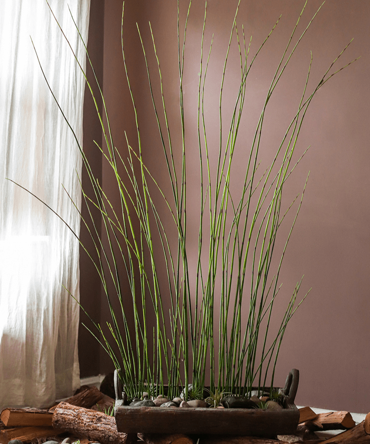 Artificial horsetail plant with 54-inch tall green stems in a rectangular planter with pebbles on Tampa Home & Garden Store