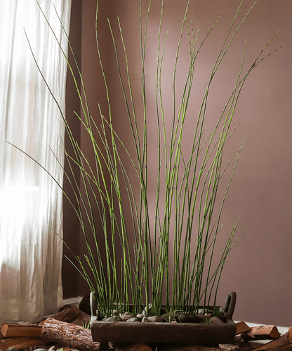 Artificial horsetail plant with 54-inch tall green stems in a rectangular planter with pebbles on Tampa Home & Garden Store