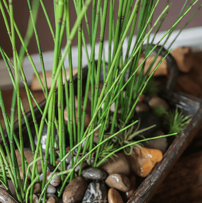 Artificial rough horsetail plant RusticReach 54in tall bright green segmented stems on Tampa Home & Garden Store