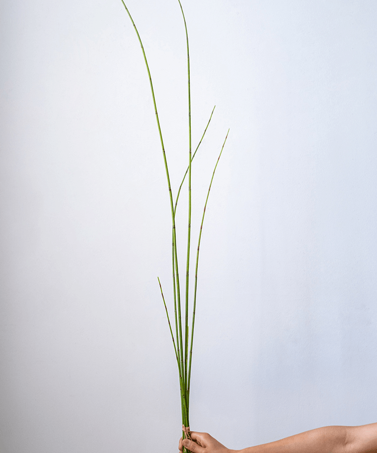 Artificial rough horsetail plant long stem 54in bundle of 4 tall green stems RusticReach on Tampa Home & Garden Store