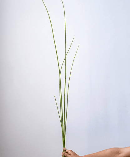 Artificial rough horsetail plant long stem 54in bundle of 4 tall green stems RusticReach on Tampa Home & Garden Store