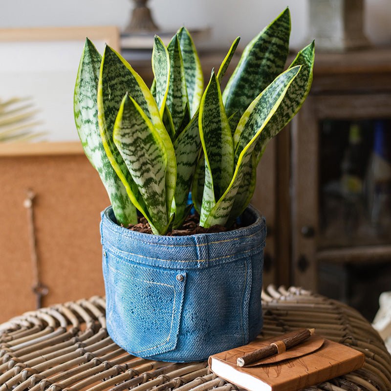 Pants for Plants blue denim planter with snake plants, RusticReach on Tampa Home & Garden Store