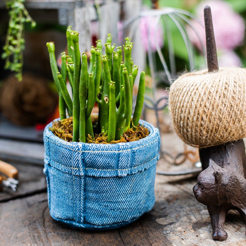 Pants for Plants blue jeans planter pot wrapped in denim with green cactus-like stems on Tampa Home & Garden Store
