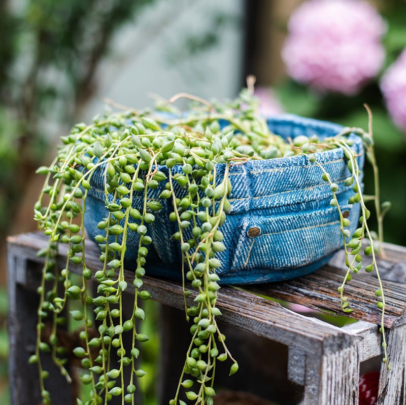 Denim pants planter with trailing string of pearls succulent on a weathered wooden crate on Tampa Home & Garden Store