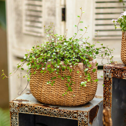 Lady Straw Basket Cement Planter with natural woven basket and trailing green foliage on Tampa Home & Garden Store