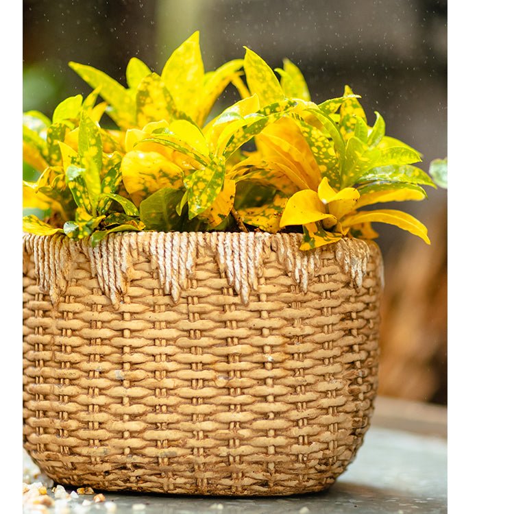 Lady Straw Basket Cement Planter woven natural straw basket with yellow-green foliage on Tampa Home & Garden Store