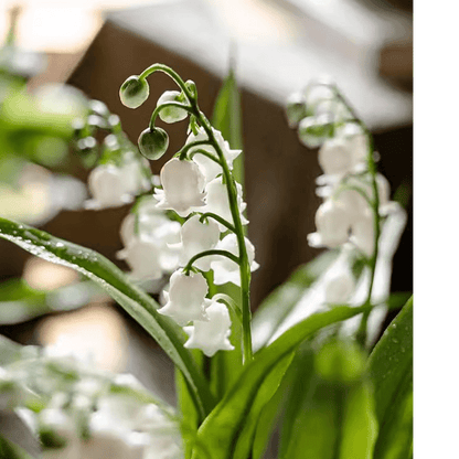 Faux Lily of the Valley in Brown Pot with white bell blooms RusticReach on Tampa Home & Garden Store