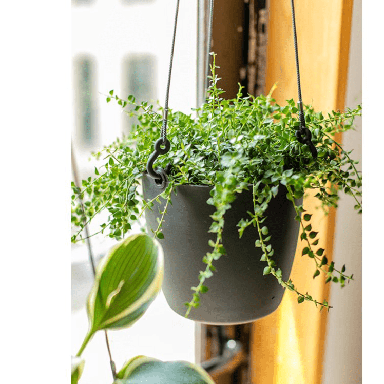 Modern resin hanging planter in dark gray with trailing green artificial vines on Tampa Home & Garden Store