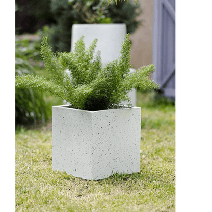Modern White Planter Square RusticReach concrete finish with green fern outdoors on Tampa Home & Garden Store