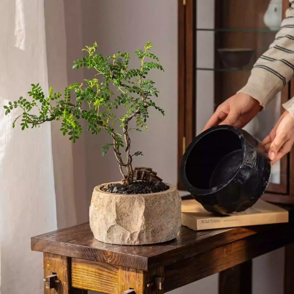 Mesa Cement Pot Planter RusticReach with stone finish and small bonsai tree on a wooden table on Tampa Home & Garden Store