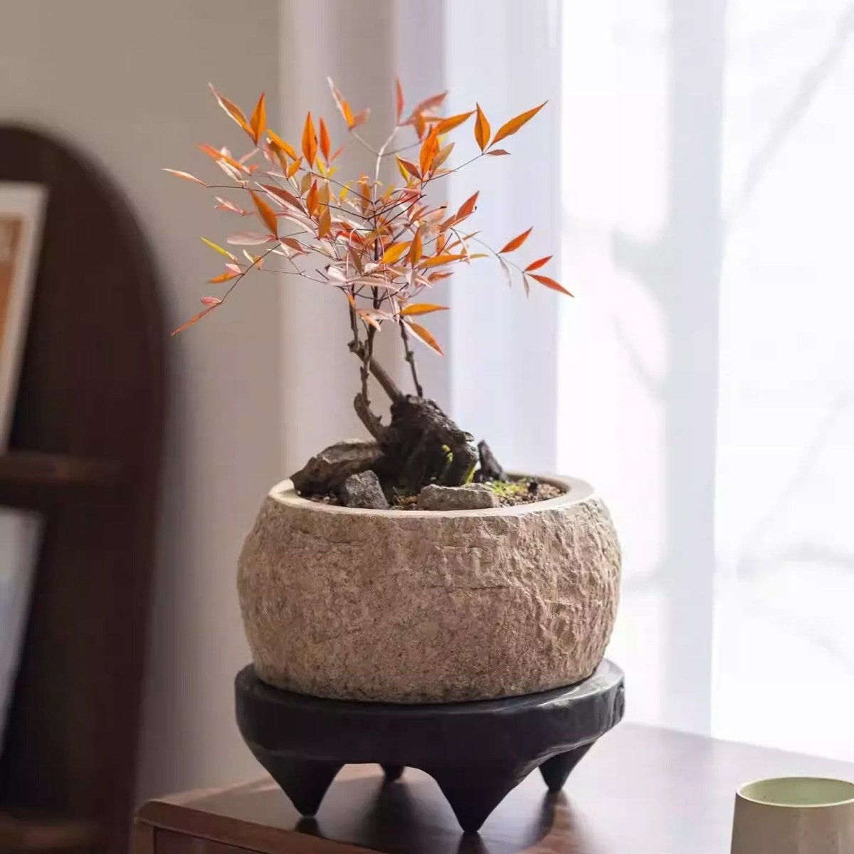 Mesa Cement Pot Planter round textured cement pot with orange-leaved bonsai RusticReach on Tampa Home & Garden Store