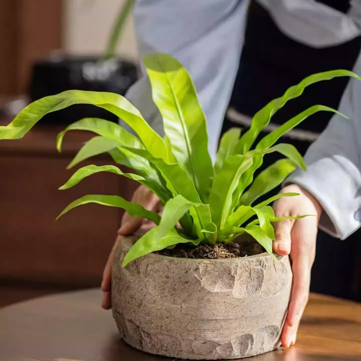 Mesa Cement Pot Planter RusticReach round textured cement pot with lush green leaves on Tampa Home & Garden Store