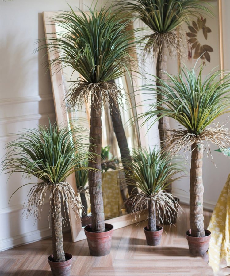 Moroccan Palm Tree in Pot RusticReach group of five with green fronds and brown trunks in pots on Tampa Home & Garden Store
