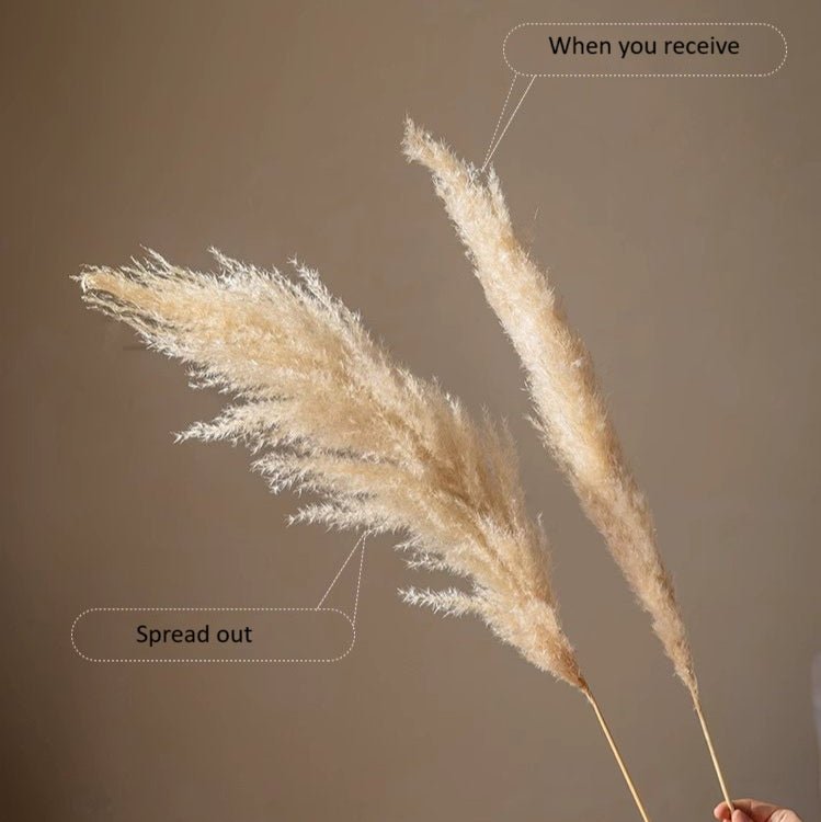 Natural Reed Stem 10 Stem Set, 51 inches tall beige artificial non-flowering plants RusticReach on Tampa Home & Garden Store