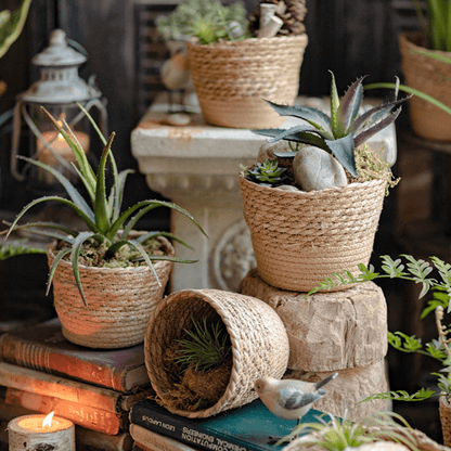 Natural Straw Desktop Flower Basket from RusticReach; 4 woven planters with succulents on Tampa Home & Garden Store