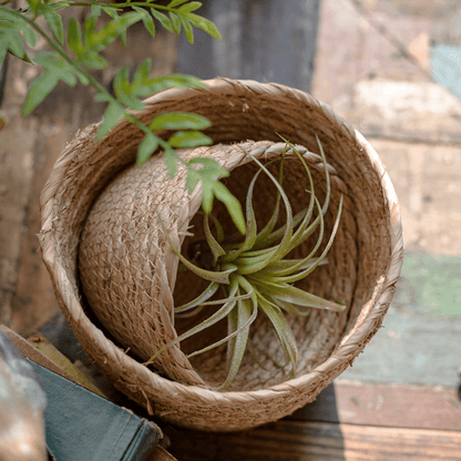 Natural Straw Desktop Flower Basket with air plant inside, rustic straw by RusticReach on Tampa Home & Garden Store