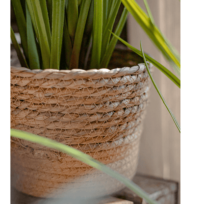 RusticReach natural straw desktop flower basket with green plant on Tampa Home & Garden Store