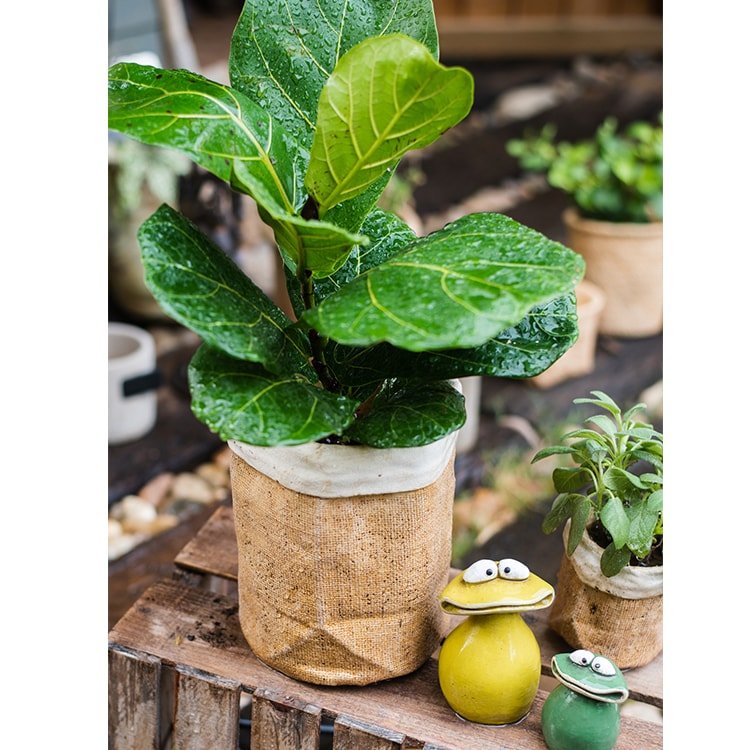 Paper Bag Style Concrete Garden Pot with lush green foliage on rustic wood display on Tampa Home & Garden Store