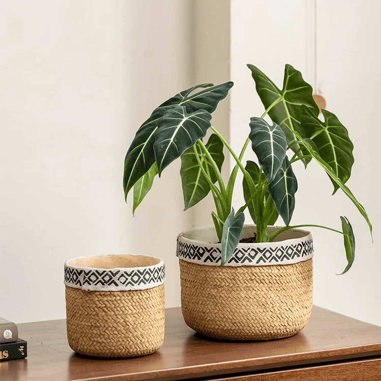Patterned rattan cement planter set; large plant + small empty pot, white geometric rim on Tampa Home & Garden Store