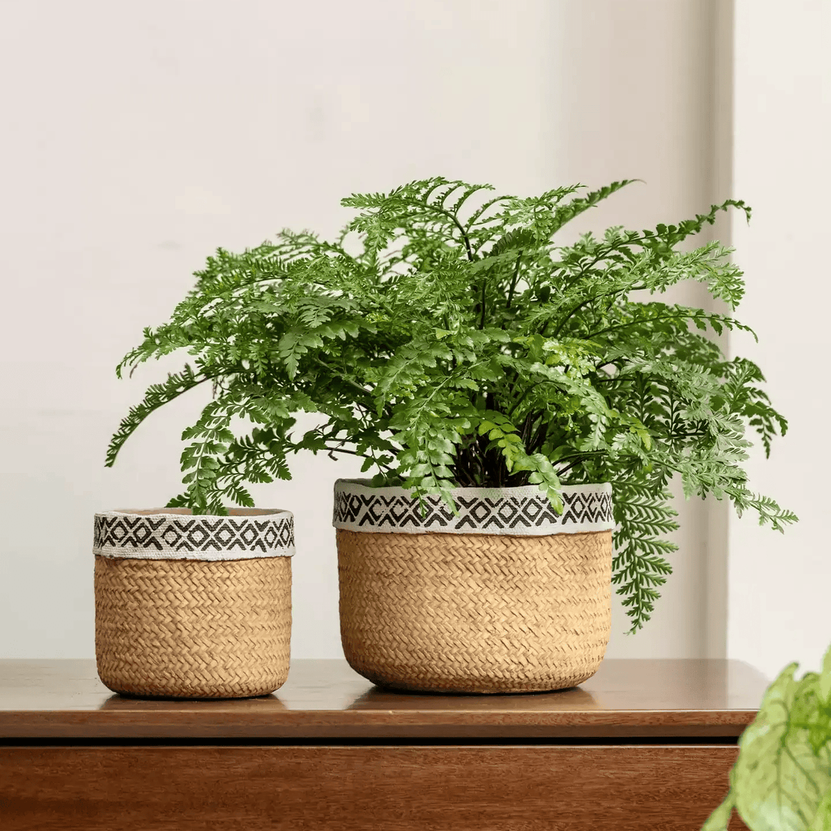 Patterned rattan cement planter set with two baskets and a fern in the larger pot on a table on Tampa Home & Garden Store