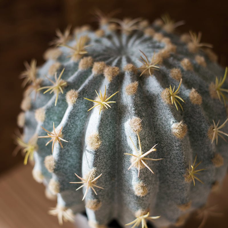 Artificial Faux Cactus Ball In Pot by RusticReach with ribbed sphere and beige areoles on Tampa Home & Garden Store