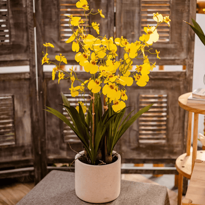 Potted Dancing Lady Orchid arrangement with bright yellow blooms in a white ceramic pot on Tampa Home & Garden Store