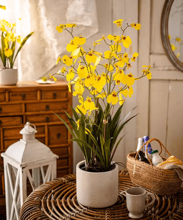 Potted Faux Dancing Lady Orchid by RusticReach with bright yellow blooms in a white ceramic pot on Tampa Home & Garden Store
