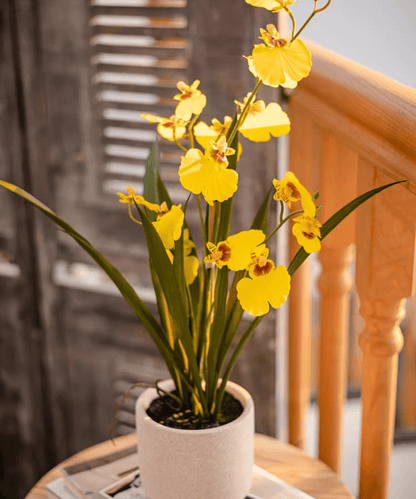 Potted faux Dancing Lady Orchid with yellow blooms in a gray ceramic pot on a wooden table on Tampa Home & Garden Store