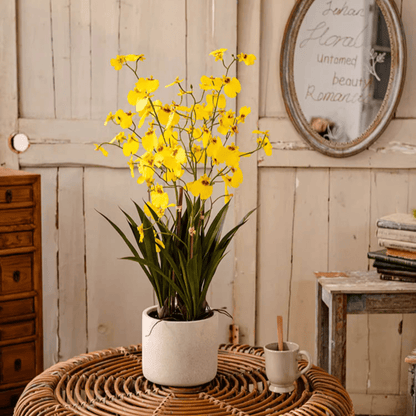 Potted faux Dancing Lady orchid, yellow blooms in white ceramic pot, RusticReach on Tampa Home & Garden Store