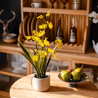 Potted Faux Dancing Lady Orchid with yellow blooms in a ceramic pot RusticReach on Tampa Home & Garden Store