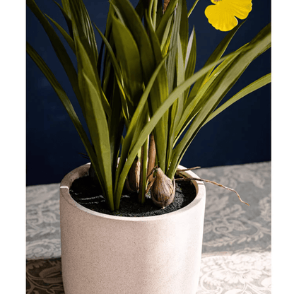 Potted faux Dancing Lady Orchid with long green leaves in a cream pot RusticReach on Tampa Home & Garden Store