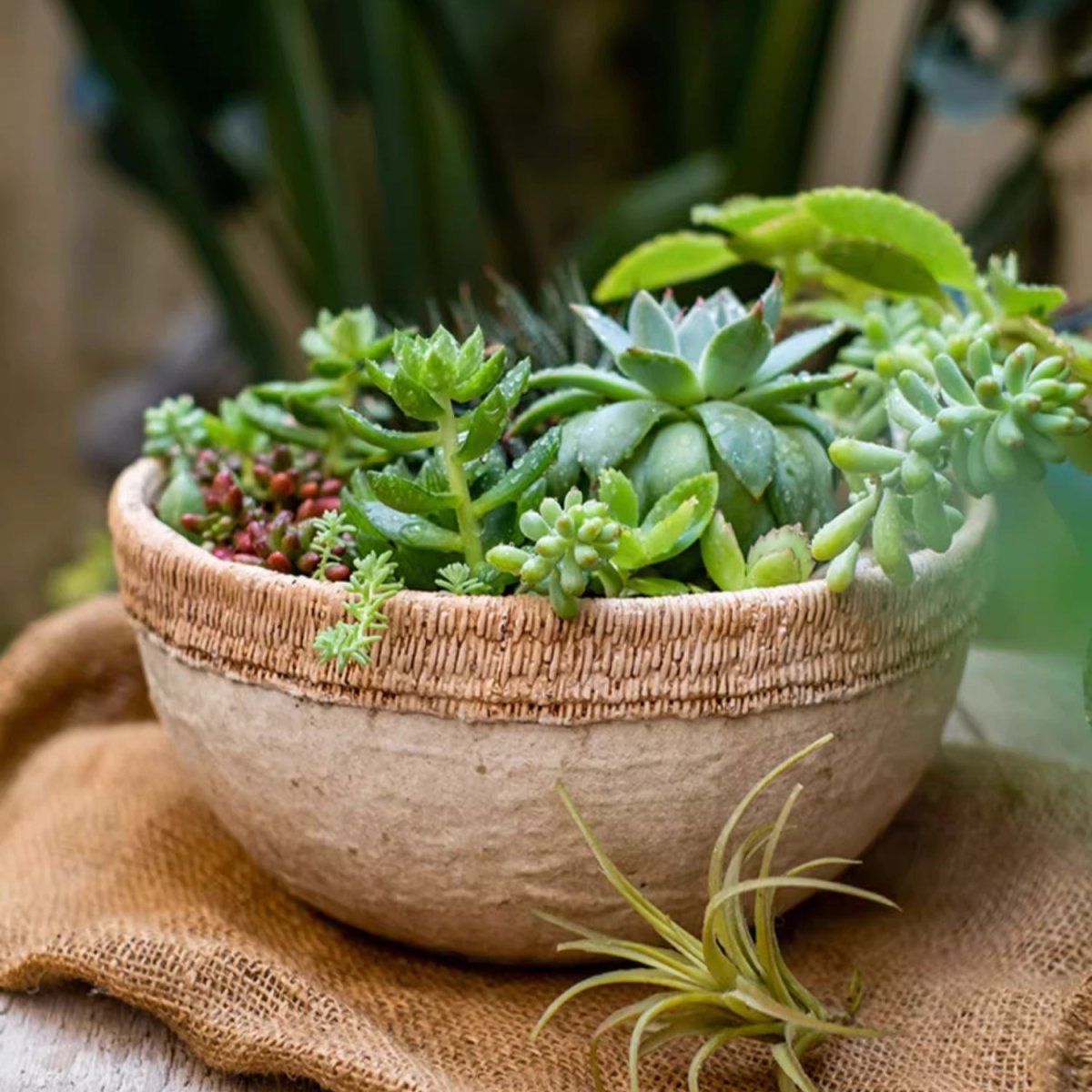 Rattan Pattern Edge Cement Planter with woven rattan rim hosting succulents on Tampa Home & Garden Store