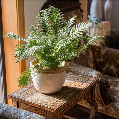 Rattan Pattern Edge Cement Planter by RusticReach with a green fern on a carved wooden table on Tampa Home & Garden Store