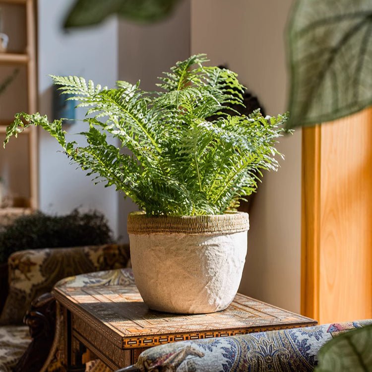 Rattan Pattern Edge Cement Planter with fern and woven rattan rim RusticReach on Tampa Home & Garden Store