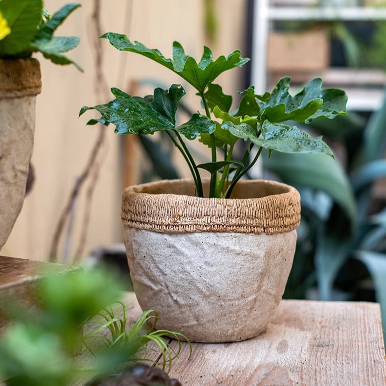 Rattan Pattern Edge Cement Planter with woven rim and green leafy plant RusticReach planter on Tampa Home & Garden Store