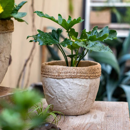 Rattan Pattern Edge Cement Planter with woven rim and green leafy plant RusticReach planter on Tampa Home & Garden Store