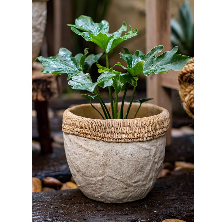 Rattan Pattern Edge Cement Planter gray cement pot with woven rim and leafy plant on Tampa Home & Garden Store