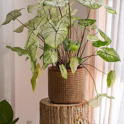 Rattan texture cement planter with brown woven exterior and arrowhead vine on Tampa Home & Garden Store