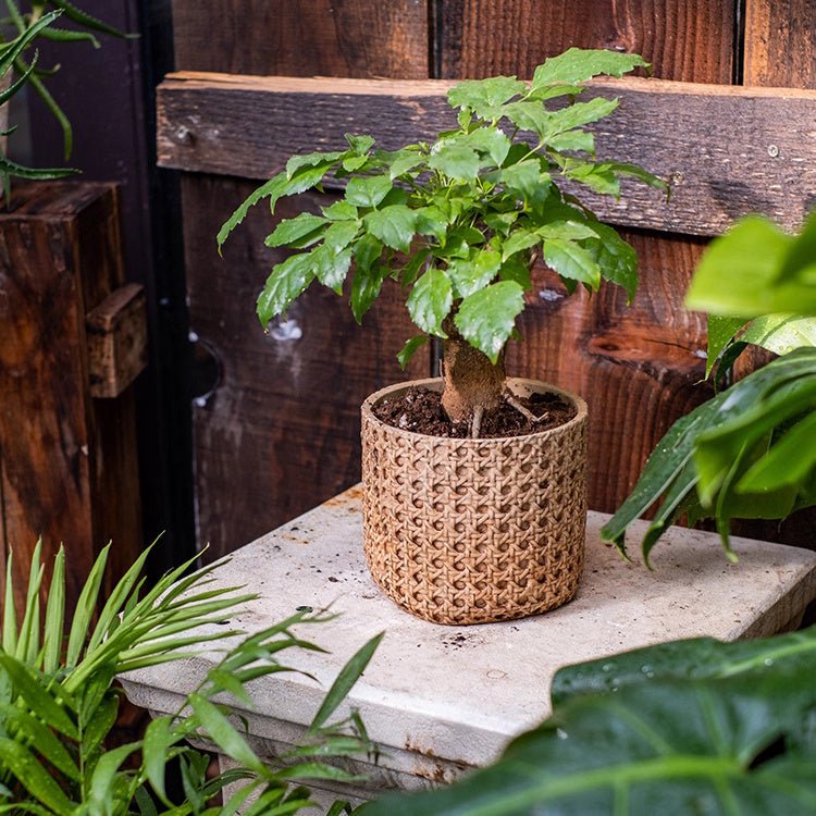 Rattan Texture Cement Planter with small tree natural tan woven style by RusticReach on Tampa Home & Garden Store