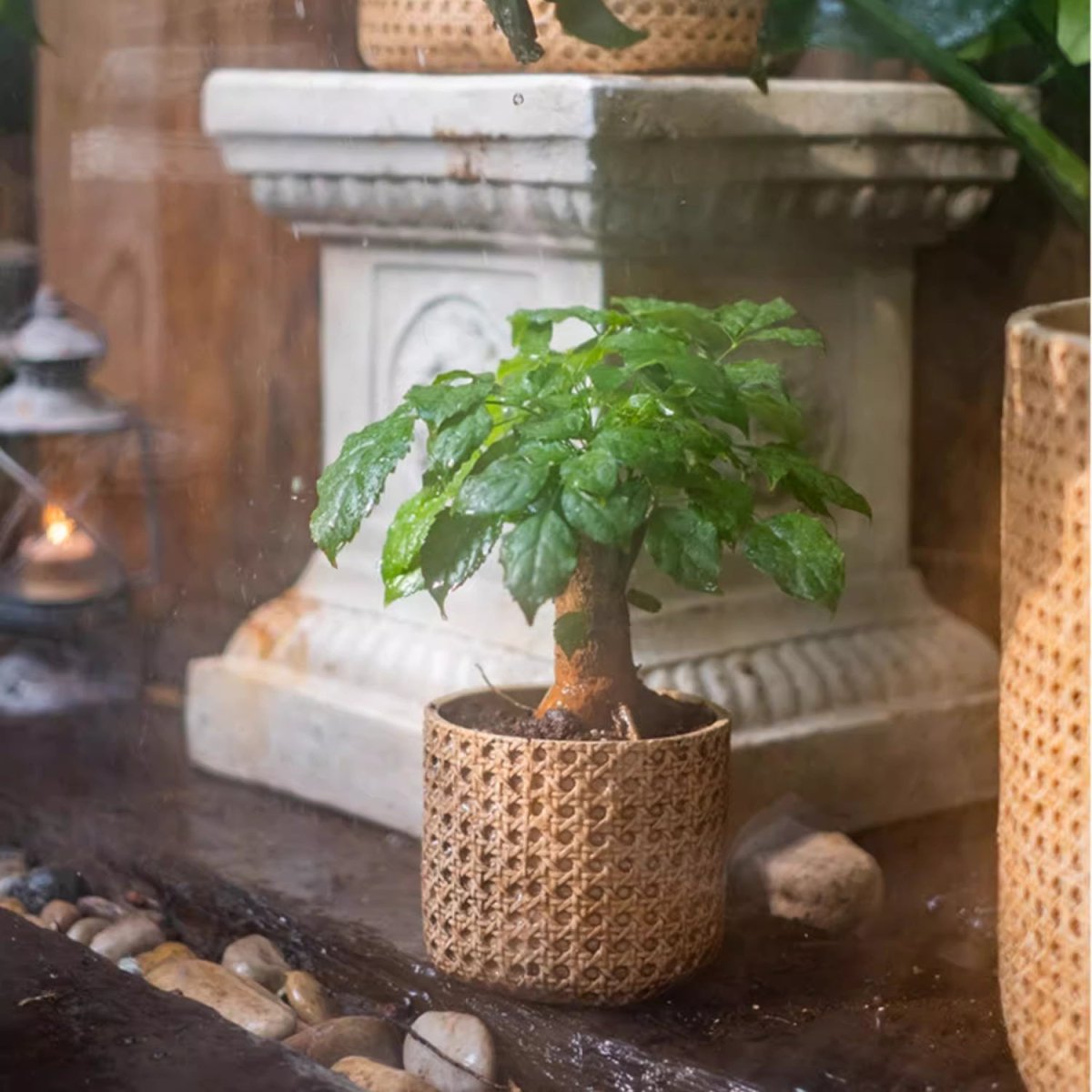 Rattan Texture Cement Planter, RusticReach woven pot with a small leafy plant on Tampa Home & Garden Store