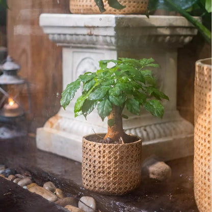 Rattan Texture Cement Planter, RusticReach woven pot with a small leafy plant on Tampa Home & Garden Store