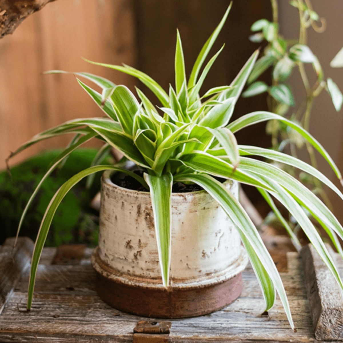Restoration ceramic planter vase with variegated spider plant in a white rustic pot on Tampa Home & Garden Store