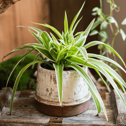 Restoration ceramic planter vase with variegated spider plant in a white rustic pot on Tampa Home & Garden Store