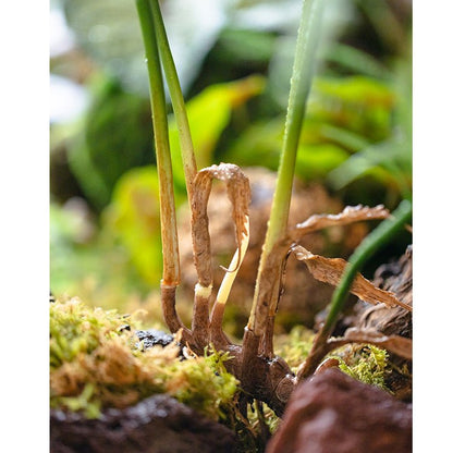 Faux rooted Murdannia leaf bunch, 23 inches tall, RusticReach brand with green stems on Tampa Home & Garden Store