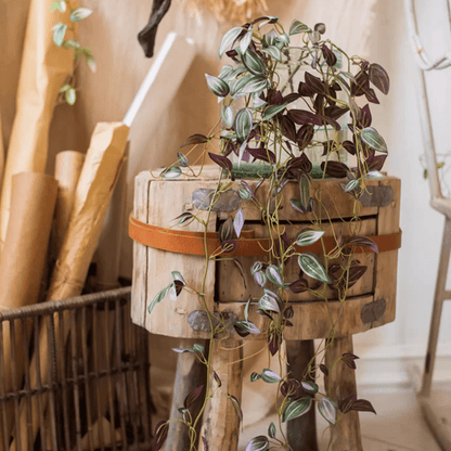 Artificial Small Leaf Vine 40 inch long with purple-green variegated leaves over a crate on Tampa Home & Garden Store